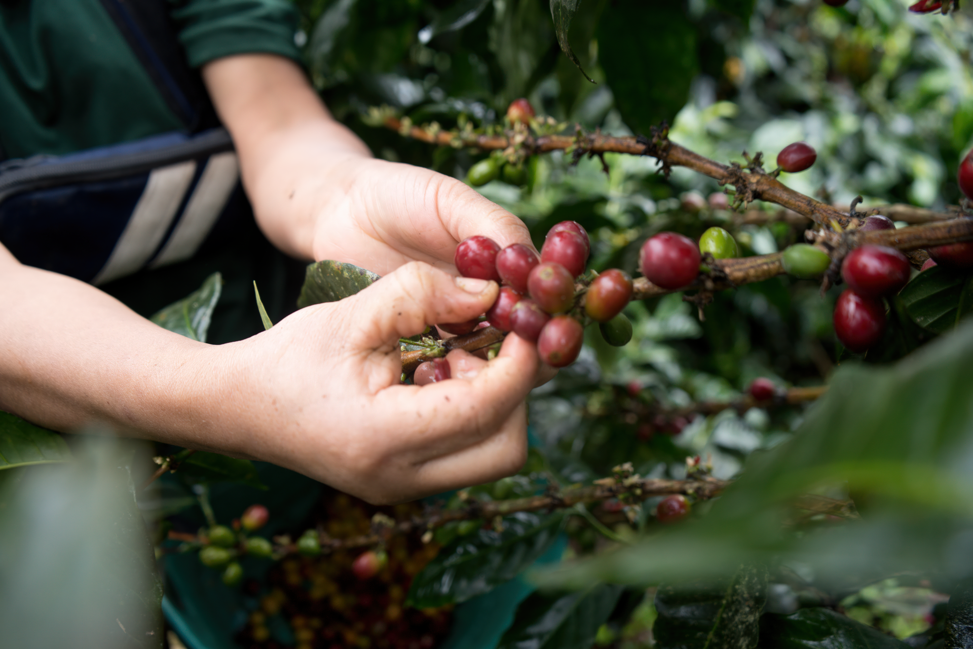 ECO FINCAS vistas