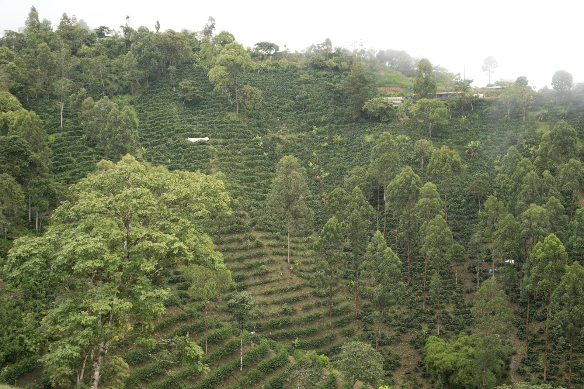 ECO FINCAS cafe